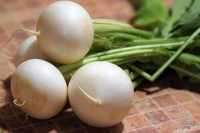 White Radish Turnip · Free photo on Pixabay (128867)