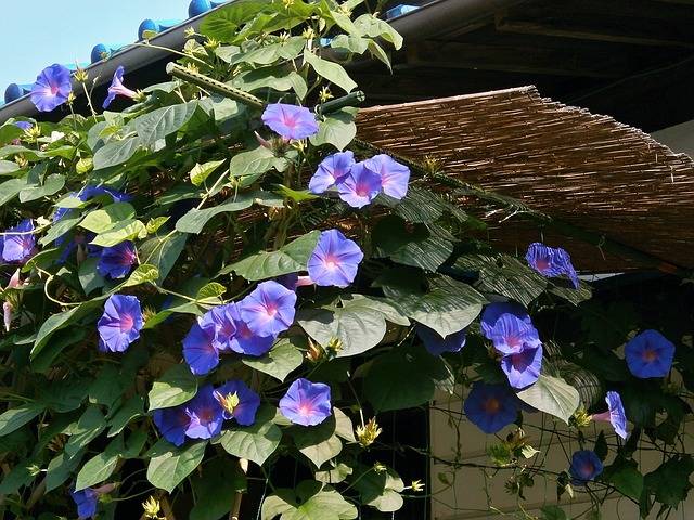 Morning Glory Blue Flowers Summer · Free photo on Pixabay (129093)