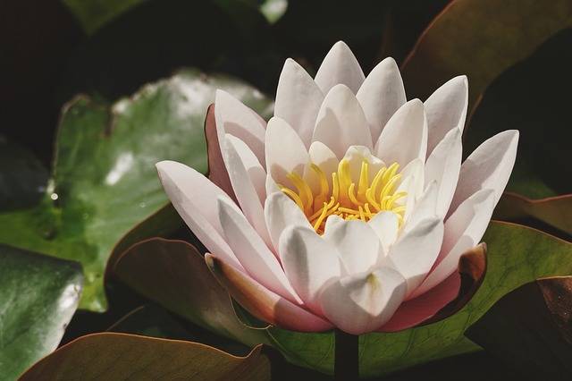 Water Lily White Pond · Free photo on Pixabay (129102)