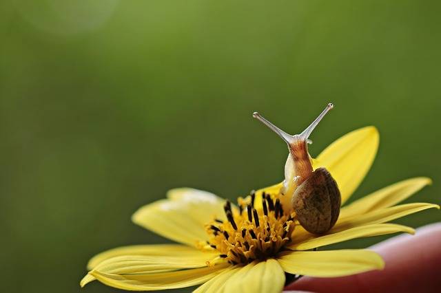 Snail Va-Jay-Jay Flower · Free photo on Pixabay (130452)