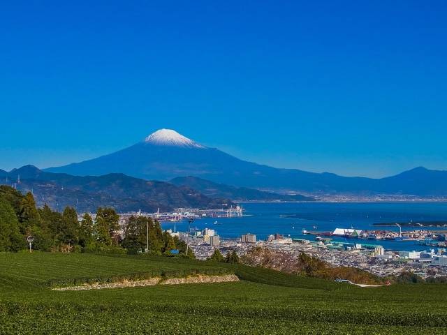 茶畑と富士山 - No: 246671｜写真素材なら「写真AC」無料（フリー）ダウンロードOK (130961)