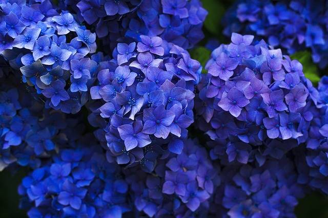 ブルーム アジサイ 花 クローズ - Pixabayの無料写真 (134888)