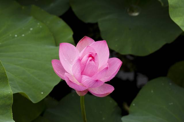 蓮の花 自然 植物 - Pixabayの無料写真 (135227)