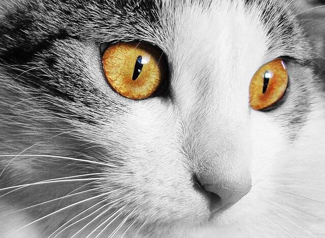 Cat Home Animal Cat'S - Free photo on Pixabay (135637)