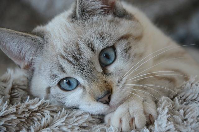 Cat Kitten Lying Head Blue - Free photo on Pixabay (135645)