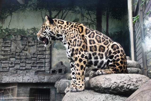 ヒョウ チーター ジャガーの違いは ネコ科動物の見分け方 Chiik