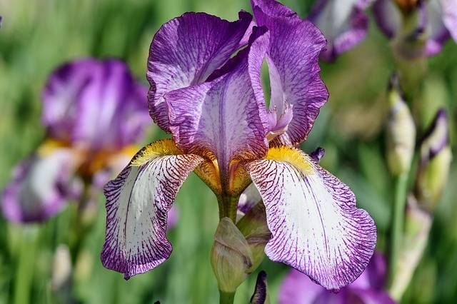 アイリス 菖蒲の花 Schwertliliengewaechs - Pixabayの無料写真 (136477)