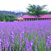 300種類のハーブが風にゆれる「香りの庭」 〜メナード青山リゾート・ハーブガーデン〜