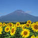 山中湖花の都公園 - 富士山・山中湖観光スポット
