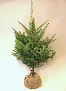 Amazon | モミの木　本物のクリスマスツリー【樅の木100センチ】 | モミの木　本物のクリスマスツリー | グリーン・観葉植物 通販 (72406)
