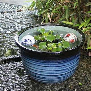 Amazon | 信楽焼 10号藍の色 すいれん鉢 深型 メダカ鉢 睡蓮鉢 スイレン鉢 金魚鉢 水鉢 陶器 su-0107 (藍の色) | 鉢 (133545)